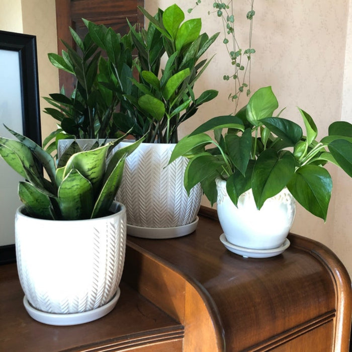 Potted Sansevieria Hahnii Gold snake plant