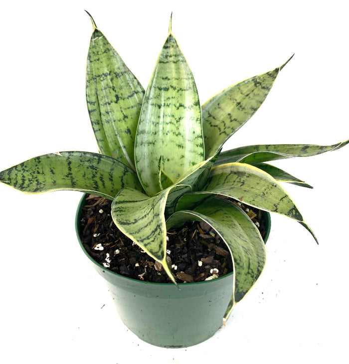 Potted Sansevieria Silver Hahnii snake plant.
