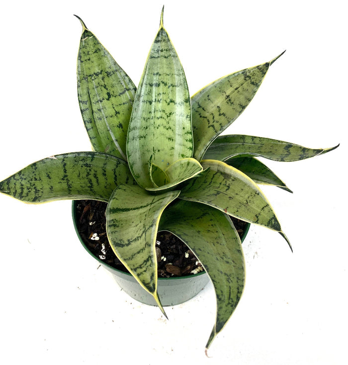 Potted Sansevieria Silver Hahnii snake plant.