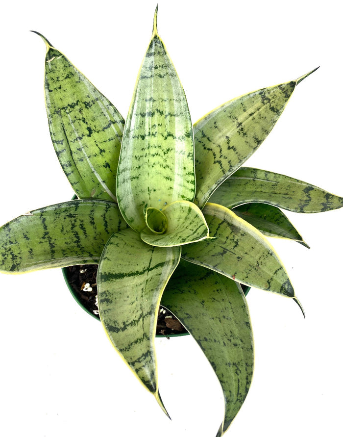 Potted Sansevieria Silver Hahnii snake plant.