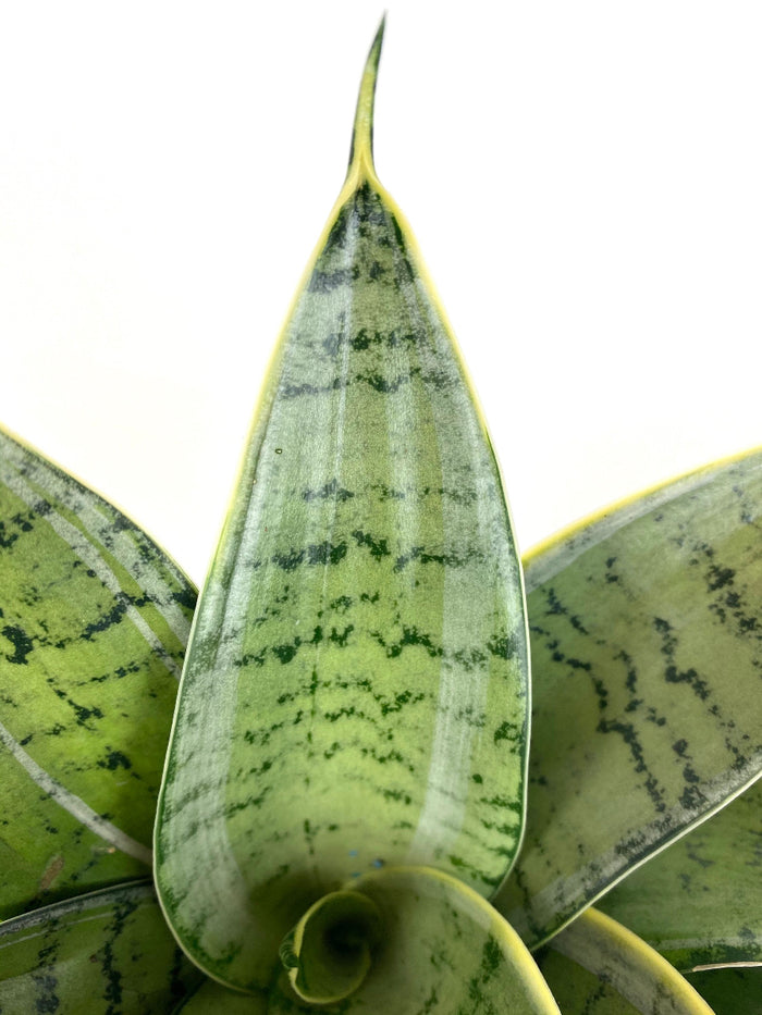 Potted Sansevieria Silver Hahnii snake plant.