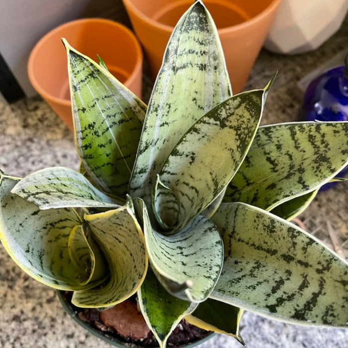 Potted Sansevieria Silver Hahnii snake plant.