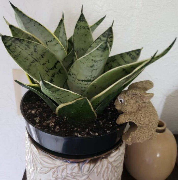 Potted Sansevieria Silver Hahnii plant with a small decorative animal figurine