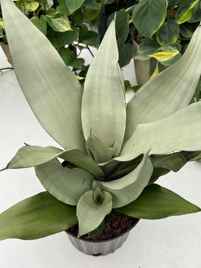 A potted Sansevieria Moonshine Snake Plant