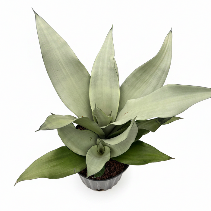 A potted sansevieria plant with large, pale green leaves arranged in a rosette, shown against a plain white background.