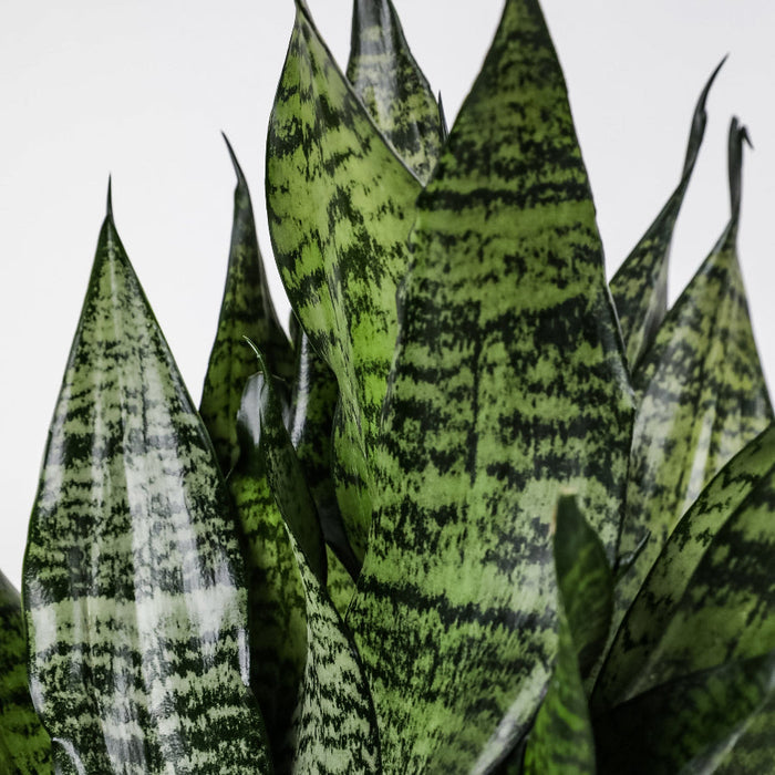 A close-up view of a Sansevieria Robusta (Snake Plant) featuring broad, upright green leaves