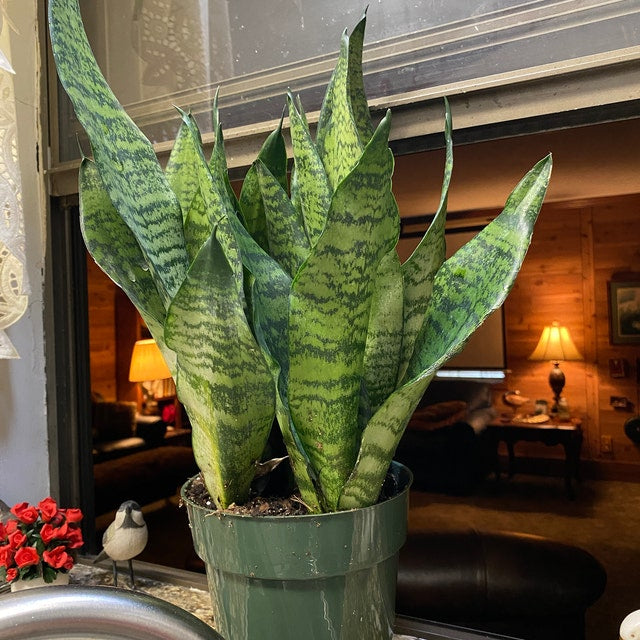 Sansevieria Robusta, Snake Plant in a 6in pot