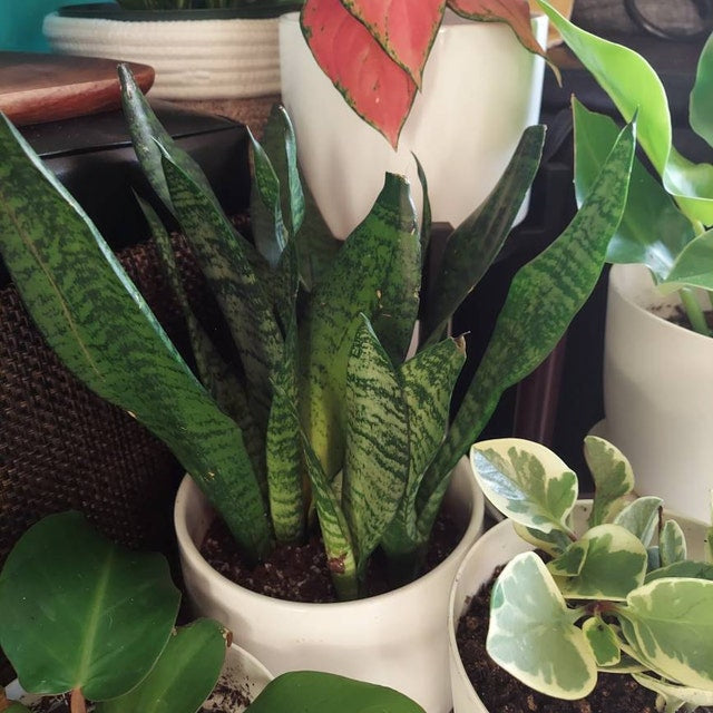 Sansevieria Robusta, Snake Plant in a white pot
