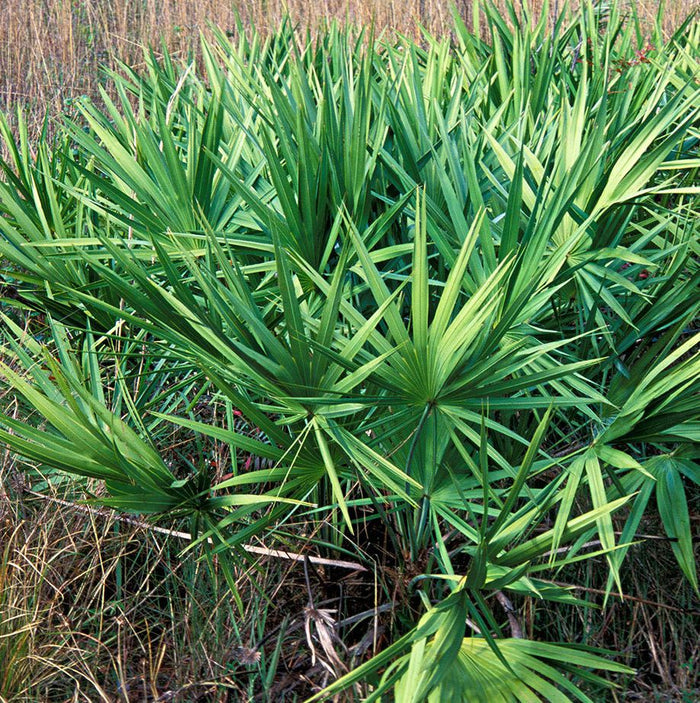 Saw Palmetto Green, Serenoa Repens outside view