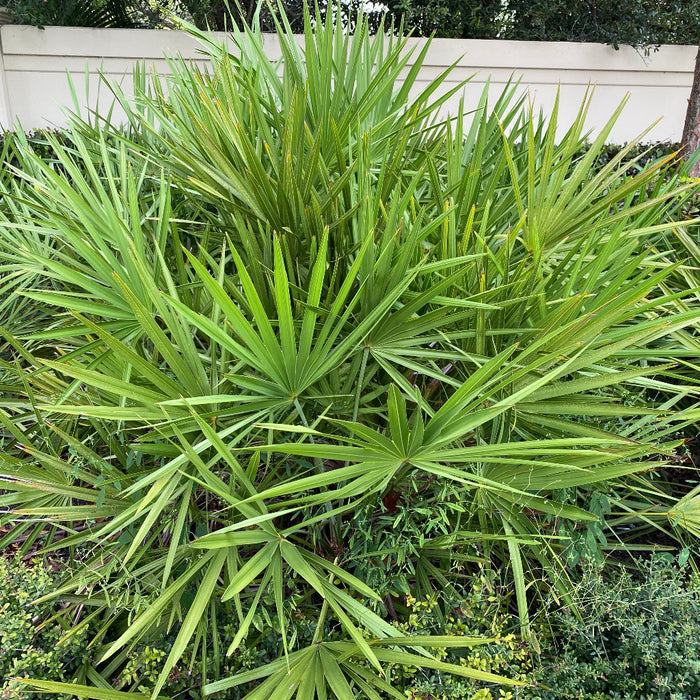 close outside view of Saw Palmetto Green, Serenoa Repens
