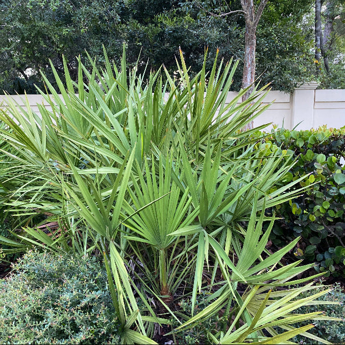 Saw Palmetto Green, Serenoa Repens garden view