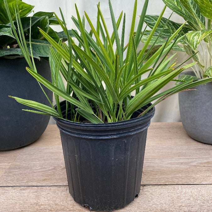 Saw Palmetto Green, Serenoa Repens in a pot