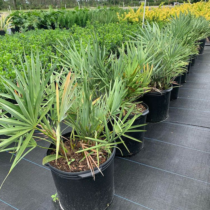 multiple Saw Palmetto Green, Serenoa Repens