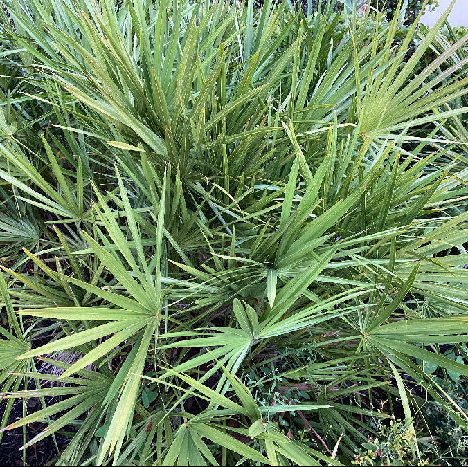 Saw Palmetto Green, Serenoa Repens close view