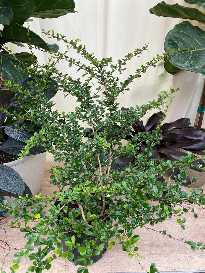 Close-up of a Serissa Foetida Japonica shrub