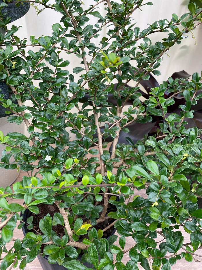 Close-up of a Serissa Foetida Japonica shrub