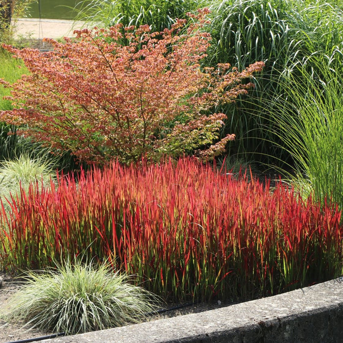 Shenandoah Red Switch Grass