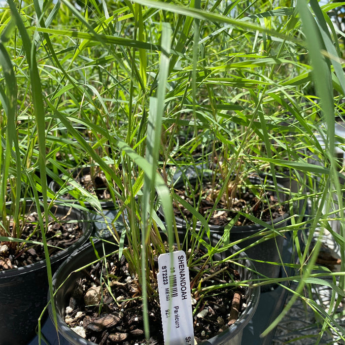 Shenandoah Red Switch Grass in a pot