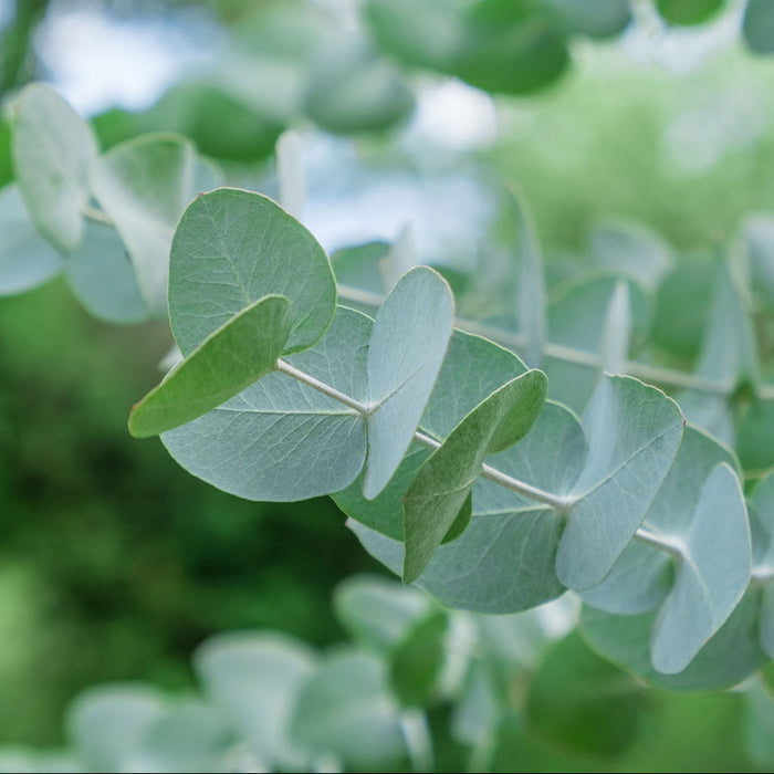 Close-up of silver dollar eucalyptus leaves with a blurred green background