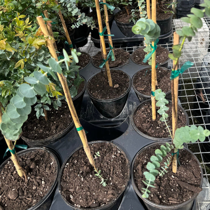 silver dollar eucalyptus in 1gal pot