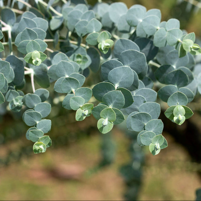 Close-up of silver dollar eucalyptus leaves