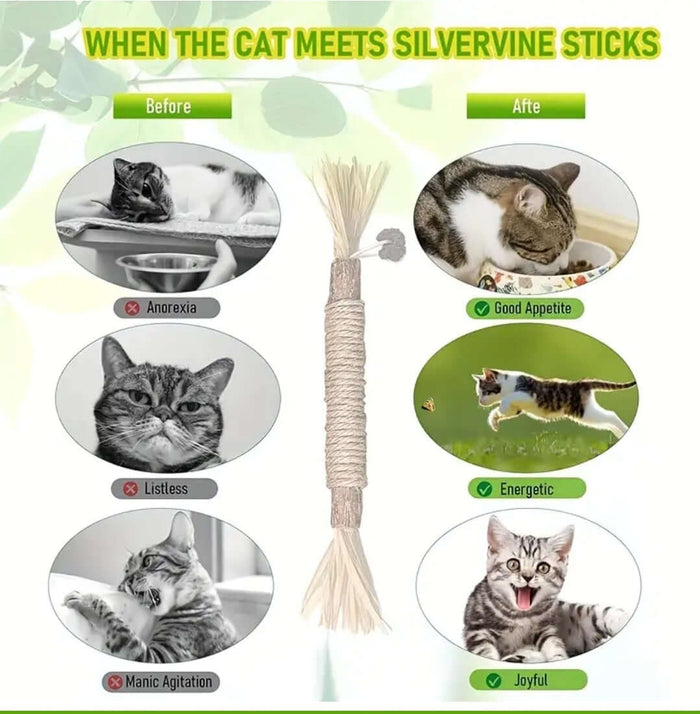 Silvervine Dental Information