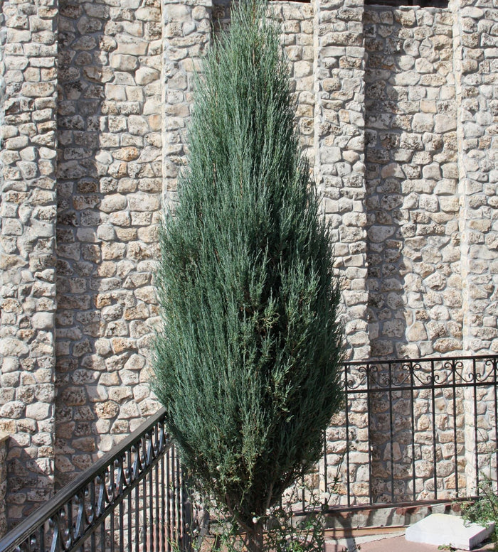 mature single Skyrocket Juniper Tree Rocky Mountain in landscape
