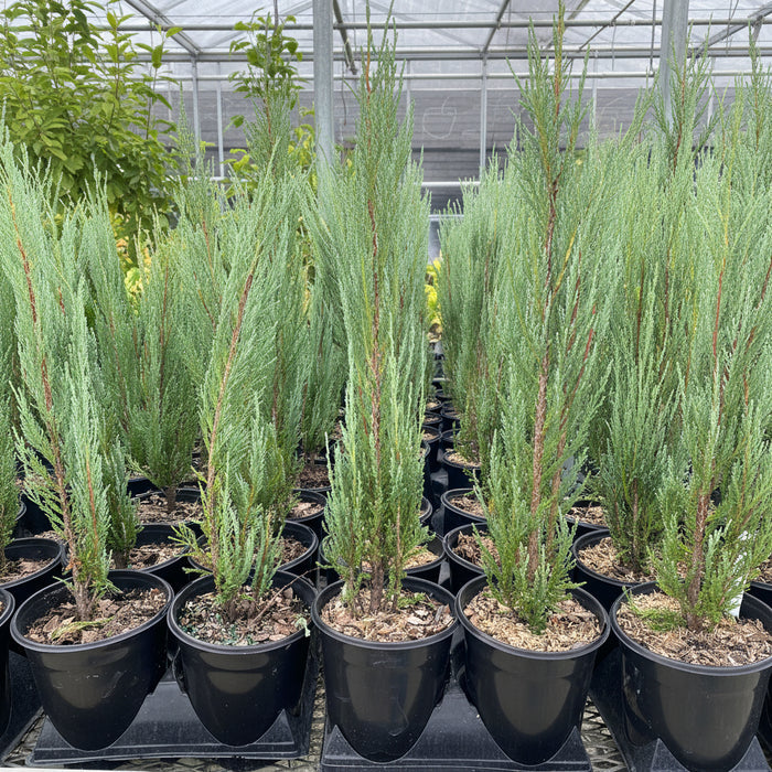 multiple Juniper Tree Rocky Mountain in multiple pots