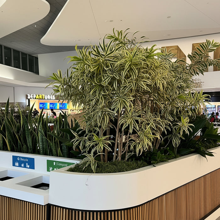 Lush Song of India plants with green and yellow variegated leaves growing in a large white and wood planter