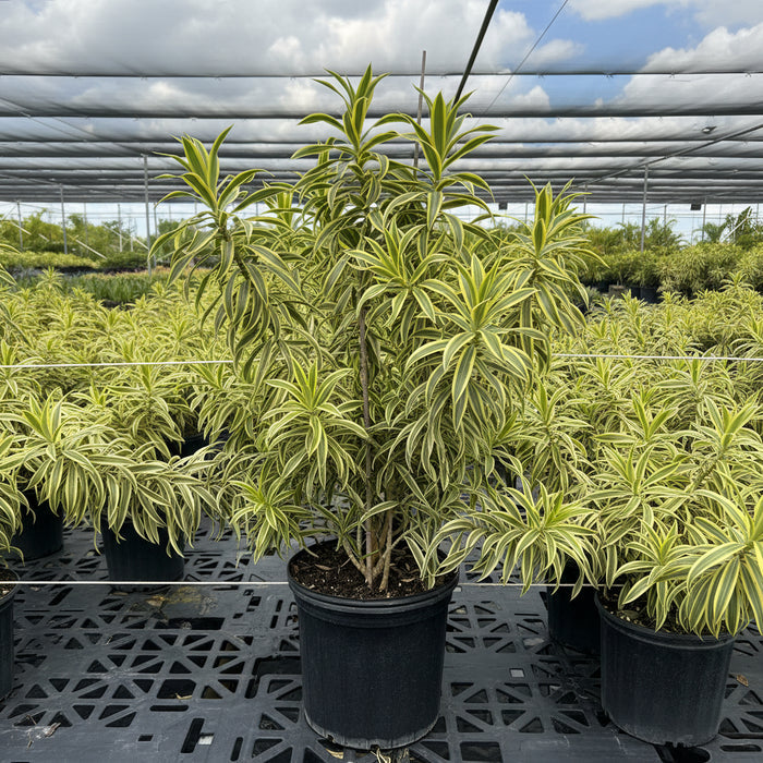 Song of India (Dracaena reflexa) plant with variegated yellow and green leaves in a 2 gallon black nursery pot