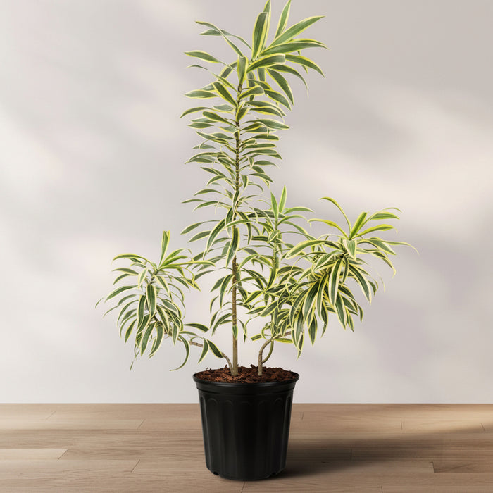 A potted Dracaena Reflexa Dragon Tree with green leaves and yellow stripes on the outer edges, placed on a wooden floor against a white background.