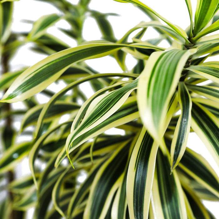 dracaena song of india Close-up of a variegated potted plant with green and yellow leaves.