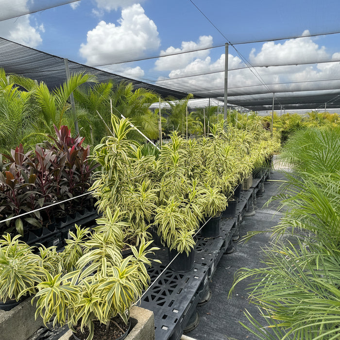 Rows of potted Song of India plants with vibrant green and yellow variegated leaves displayed in a greenhouse