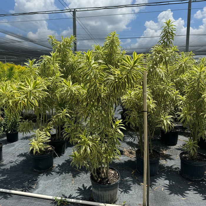 Song of India  plant with vibrant green and yellow variegated leaves in a 7 gallon nursery pot.