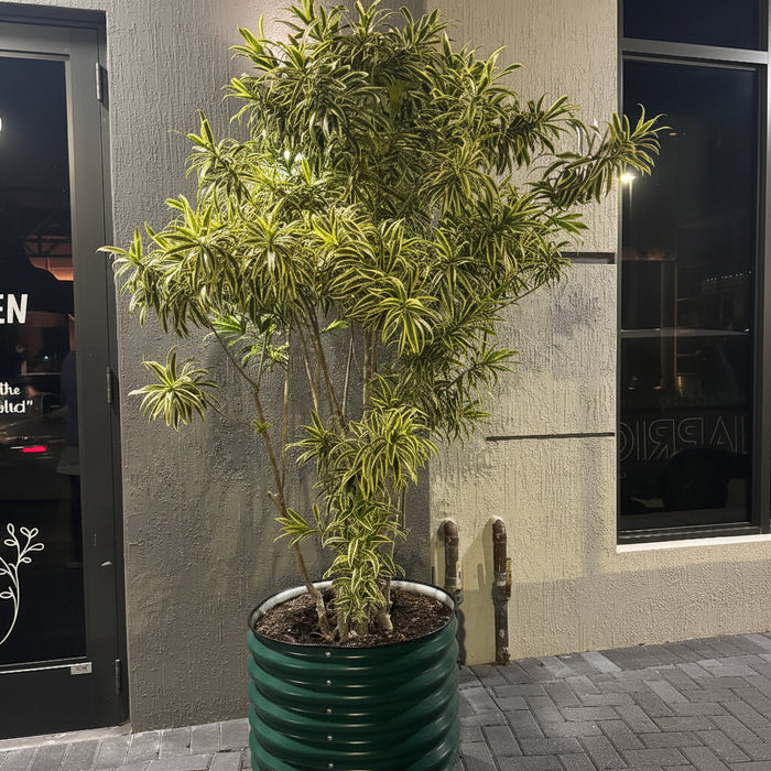 Dracaena song of india Potted plant in front of a building entrance