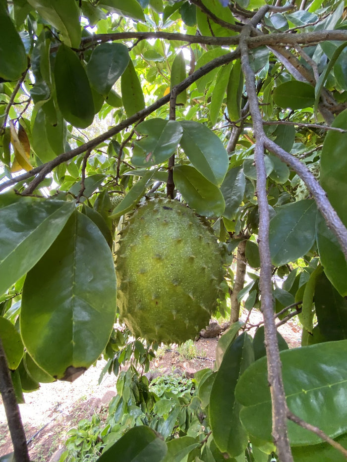 Soursop Guanabana Fruit Tree, Annona Muricata close up of the fruit
