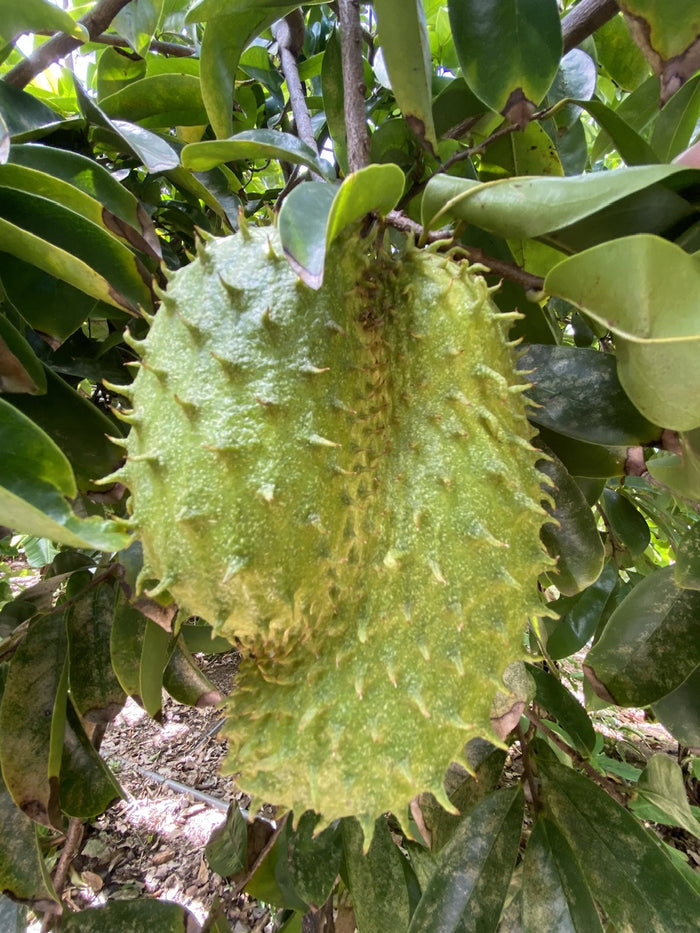 Soursop Guanabana Fruit Tree, Annona Muricata close up of the fruit