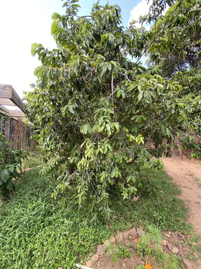 Soursop Guanabana Fruit Tree, Annona Muricata full grown planted outside