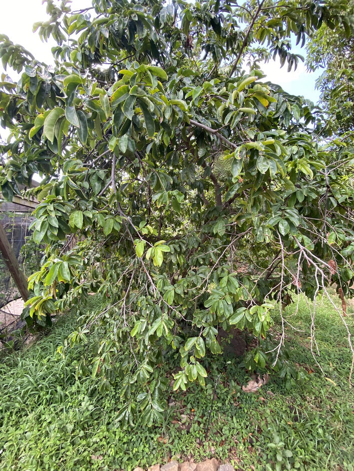 Soursop Guanabana Fruit Tree, Annona Muricata full grown tree planted in backyard