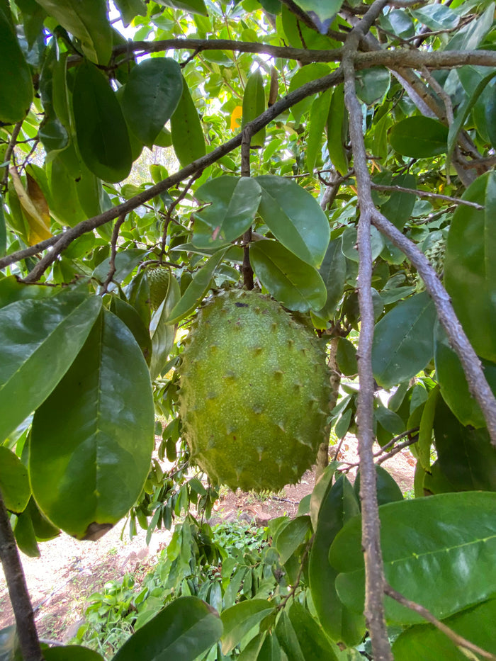 Soursop Guanabana Fruit Tree, Annona Muricata close up of fruit and leaves