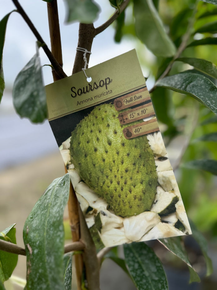 Soursop Guanabana Fruit Tree, Annona Muricata close up of label
