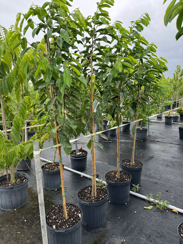 Soursop Guanabana Fruit Tree, Annona Muricata in 5gal in a row
