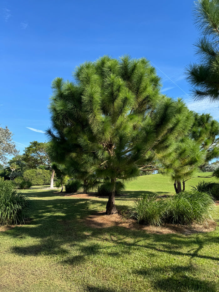 South Florida Slash Pine, Pinus Elliottii Densa full grown tree in a large field