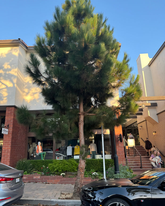 South Florida Slash Pine, Pinus Elliottii Densa full grown in front of shopping center