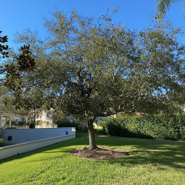 Southern Live Oak Tree, Quercus Virginiana