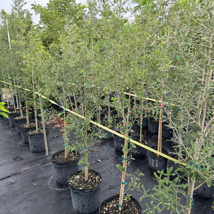 Rows of young potted olive trees with silvery-green foliage and slender trunks, supported by stakes and growing in black nursery pots on black