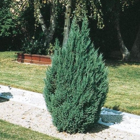 Blue Point Juniper, Juniperus Chinensis, Mature Planted in Garden Tree