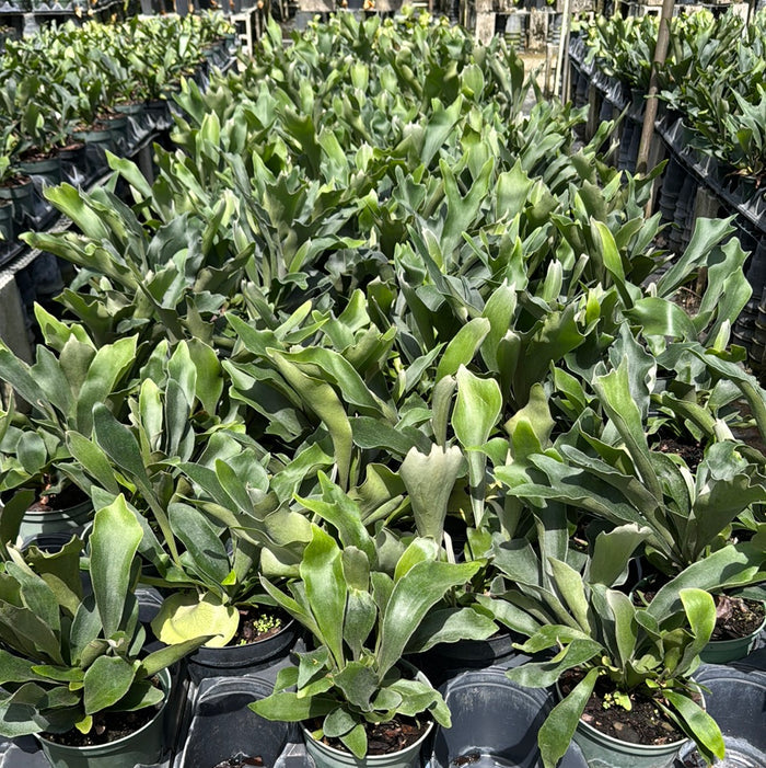 Staghorn Fern, Platycerium Bifurcatum Netherlands in 6in pots in trays