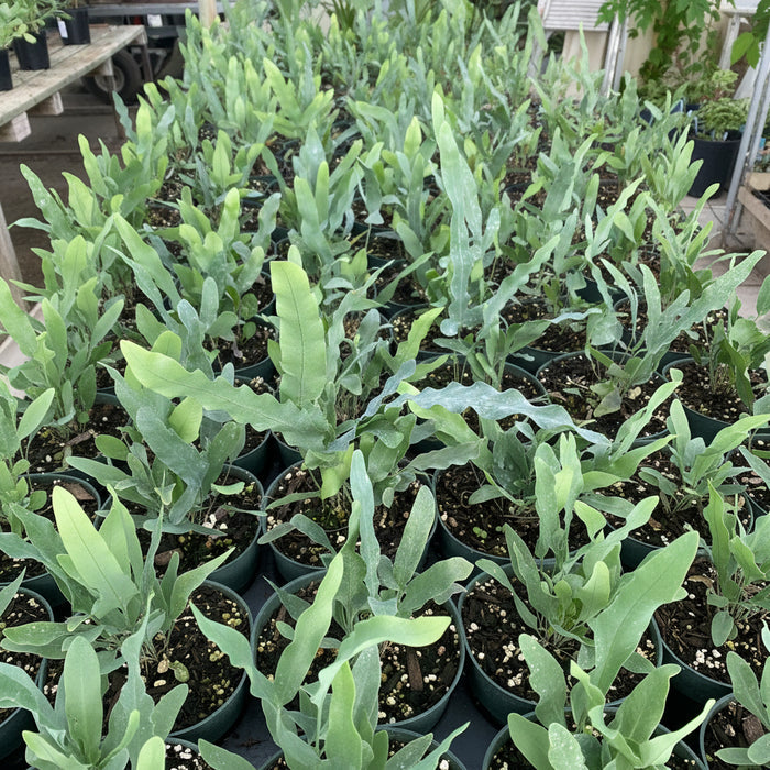 upper view of Staghorn Fern, Platycerium Bifurcatum Netherlands