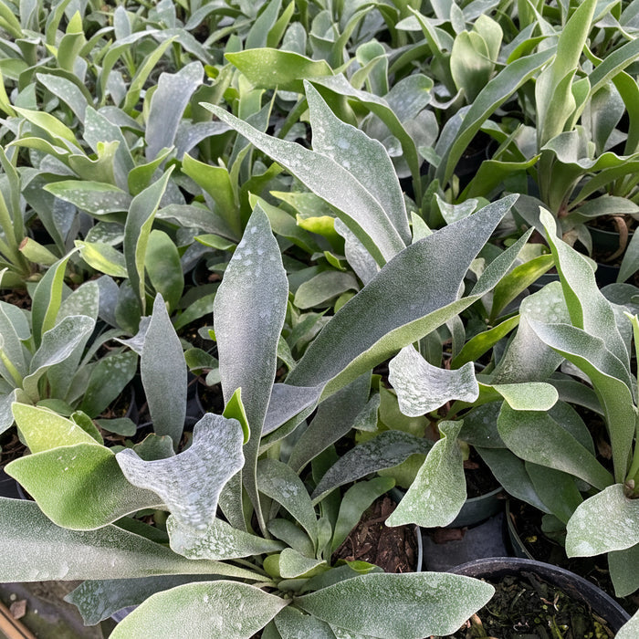 upper view of Staghorn Fern, Platycerium Bifurcatum Netherlands